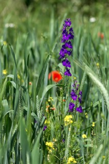 (Delphinium) in a cornfield