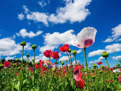 Poppy field