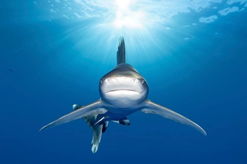 Oceanic whitetip shark (Carcharhinus longimanus) from the front in the backlight of the sun