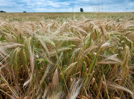 Grain field in the Rundlingsdorf Meuchelfitz