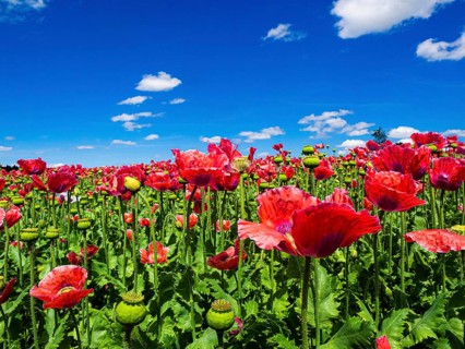 Poppy field