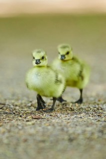 Canada goose (Branta canadensis)