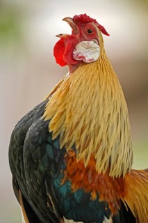Bantam