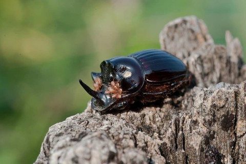 European rhinoceros beetle (Oryctes nasicornis) carrying parasites on its head