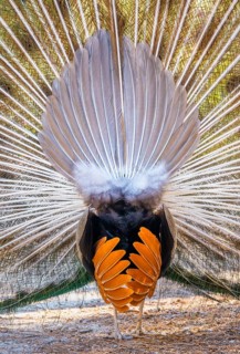 Peacock Indian peafowl (Pavo cristatus) beats wheel