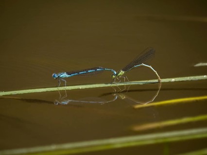 Azure damselflies (Coenagrion puella) laying eggs