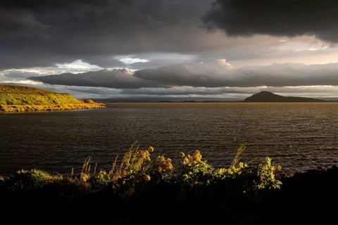 Norwegian angelica (Angelica archangelica) and grassy shore in the evening light