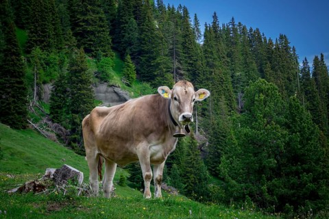 Tyrolean grey cattle on a pasture