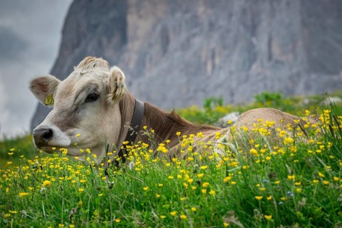 Tyrolean grey cattle on a pasture