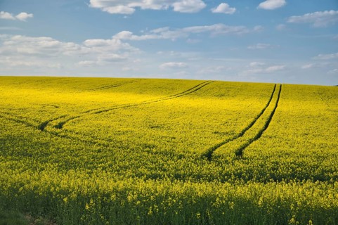Rape field under a blue sky