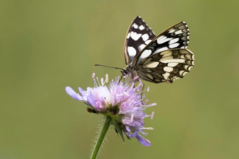 Marbled white (Melanargia galathea) on Field scabious (Knautia arvensis)