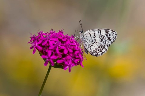 Marbled white (Melanargia galathea) sitting on flowering plant