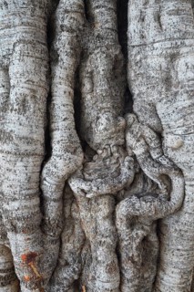 Bark