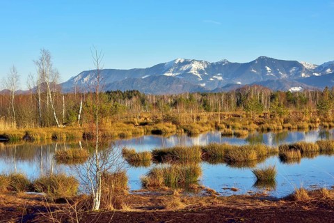 Moor pond with common Common Club-rushes (Schoenoplectus lacustris) and group of trees Common pine (Pinus sylvestris) and Downy birch (Betula pubescens)