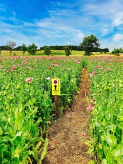 Hiking trail through fields with flowering Opium poppy (Papaver somniferum)