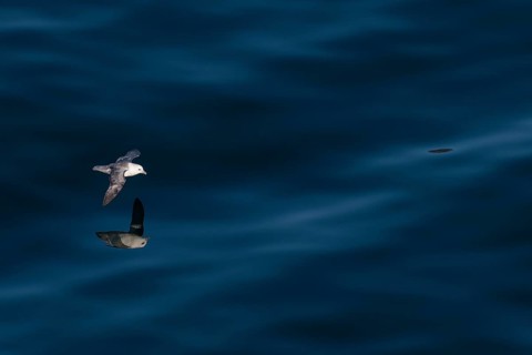 Northern fulmar (Fulmarus glacialis) in flight reflected on the sea surface