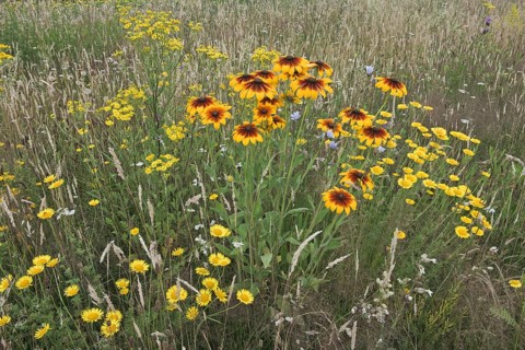 Flower meadow with black-eyed Susan (Rudbeckia hirta)