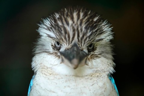 Blue-winged Kookaburra (Dacelo leachii) Blue-winged Kookaburra