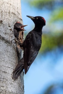 Black woodpecker (Dryocopous martius) female feeding young at breeding tube
