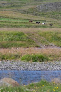 Four riders on Icelandic horses