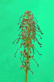 Lizard orchid (Himantoglossum hircinum)