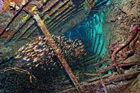 Shoal of golden Pigmy sweeper (Parapriacanthus ransonneti) swimming inside a shipwreck covered with Sponge (Porifera)