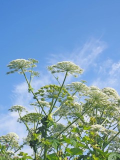 Giant hogweed (Heracleum mantegazzianum)