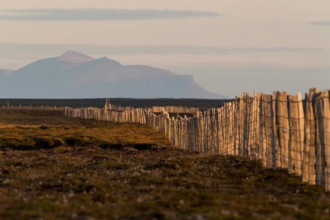Driftwood fence