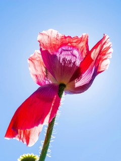 Poppy blossom