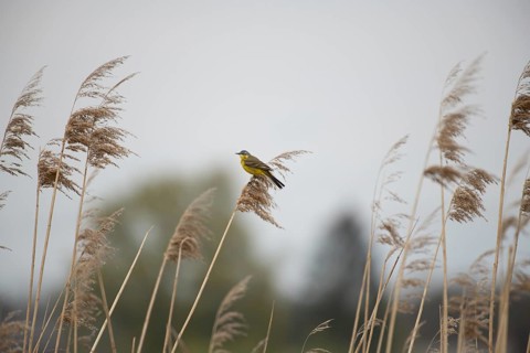 Yellow wagtail (Motacilla flava) Prignitz