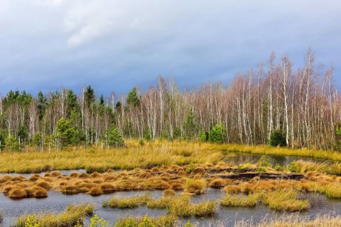 Bog pond with common Common Club-rushes (Schoenoplectus lacustris) and group of trees Common pine (Pinus sylvestris) and Downy birch (Betula pubescens) Grundbeckenmoor Raubling
