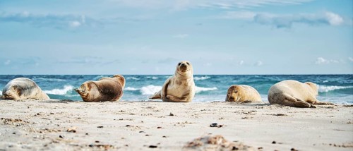 Grey seal (Halichoerus grypus)