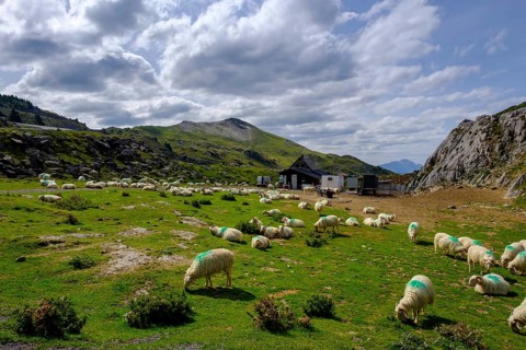 Flock of sheep