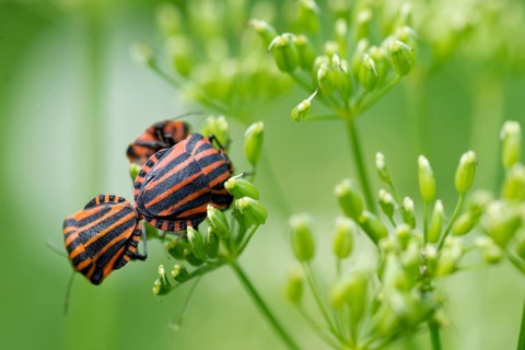 Italian striped-bugs (Graphosoma italicum) during mating
