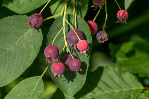 Ripe fruits of the Snowy mespilus (Amelanchier ovalis)