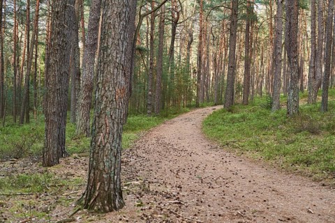 Trail going throug European red pine (Pinus sylvestris)