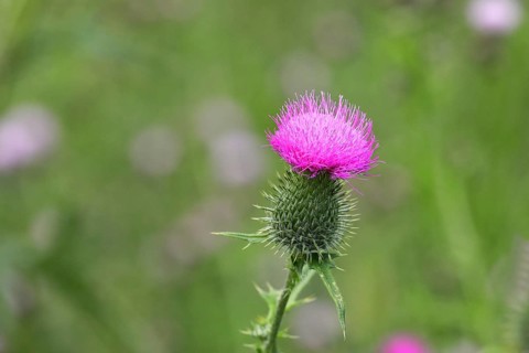 Spear Thistle (Cirsium vulgare)