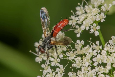 Parasitic fly (Cylindromya bicolor) on goutweed Ground elder (Aegopodium podagraria)