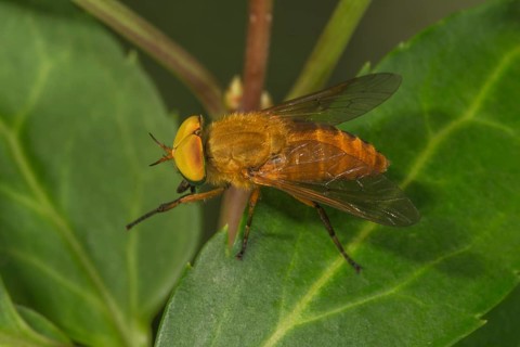 Gadfly (Silvius alpinus) female on a leaf