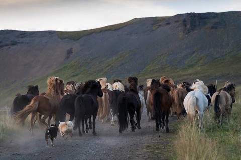 Dogs helping to round up Icelandic horses
