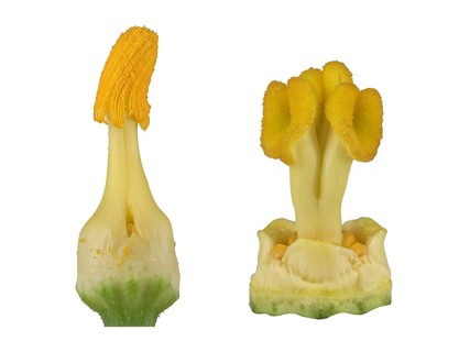 Zucchini (Cucurbita pepo subsp. pepo convar. giromontiina)