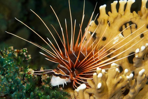 Radial firefish (Pterois radiata)