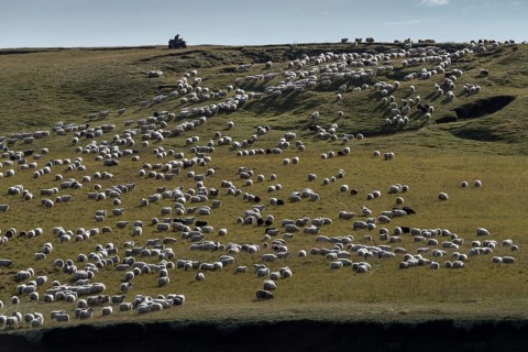 Domestic sheep (Ovis aries)