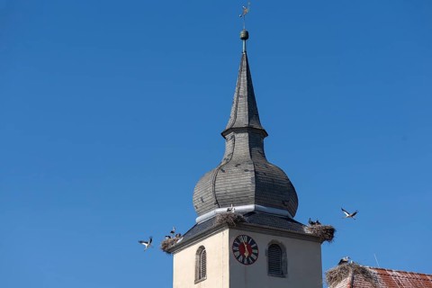 White storks nesting at the church tower