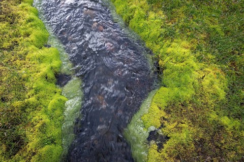 Green aquatic moss (Fontinalis antipyretica)