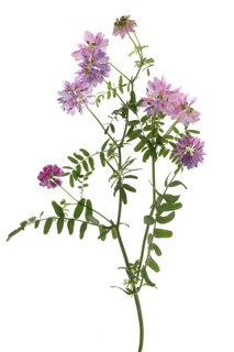 Crown vetches (Securigera varia) on white background