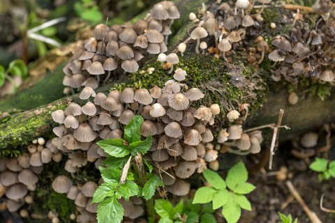 Fairies bonnet (Coprinellus disseminatus)