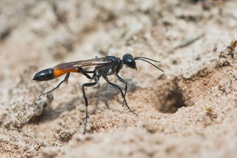 Red-banded sand wasp (Ammophila sabulosa)