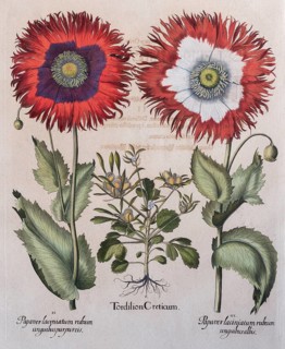 Poppy (Papaver)