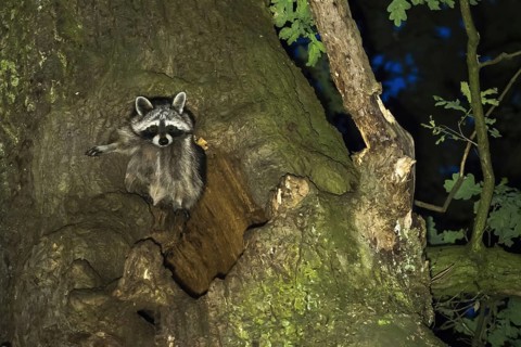 Raccoon (Procyon lotor) in front of its tree den